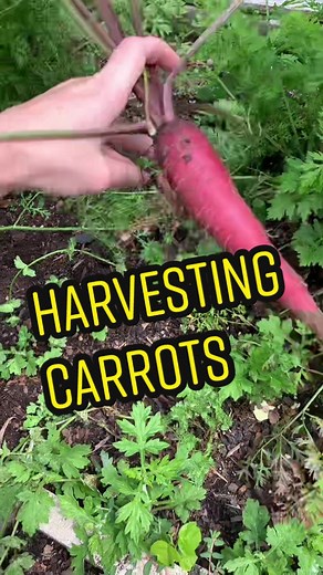 Spring Carrot Harvesting Guide 2022
