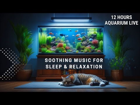 12-Hour Aquarium Live Stream – Soothing Music for Sleep, Relaxation & Meditation