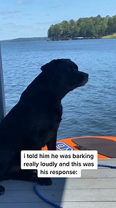 roo roo roo #beauxtheblacklab #dogsoftiktok #labsoftiktok #blacklab #labrador #cutedogvideo #funnydogvideo #cutedog #funnydog #lakedog #englishlab vet #dog #puppy #alphie #labradoodle #funny #furbaby | Beaux Rausch