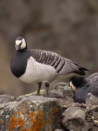 Animals Life Series (@animals.life.series)’s videos with original sound - Animals Life Series