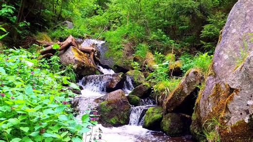 Relaxing, peaceful rain-forest video with nature sounds , for meditation and calmness .