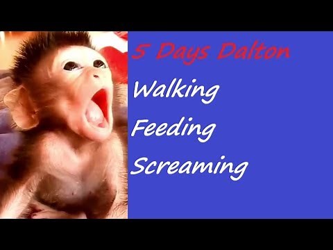 5 Days Orphan Dalton Baby Monkey | Dalton BiG Mouths | Newborn Babiei Monkey