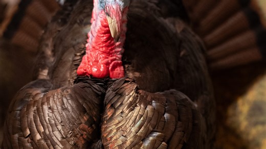 Topeka hunter describes how he shot a state record-breaking turkey