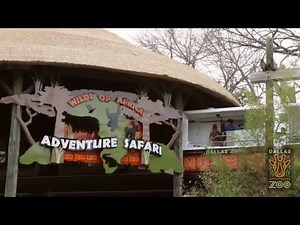 ALL ABOARD! Dallas Zoo's Beloved Monorail Reopens