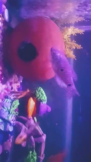 live fish tank #fish #fishtank