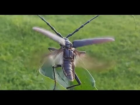 Bye bye huge bug | Long Horned Beetle flying like a fairy