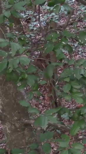 Perfect Shot with Muzzleloader! 👀 #hunting #deer #deerhunting #whitetail #fy #wildernessseason