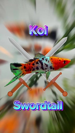 Discover the Beauty of Koi Swordtails in Your Freshwater Aquarium