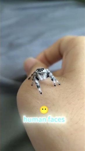 Are Florida jumping spiders poisonous🕷️#animals #foryou #science #fyp #spider