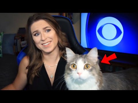 Best Cats News Bloopers