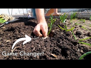 Game Changing Way to Plant Spring Garlic