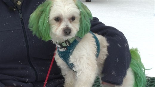 'It feels like vandalism': Pet groomer dyes dog green without owner's permission