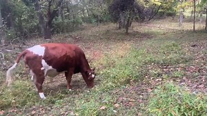 You'll never guess who is back on the farm! Join me for a homestead update..what we've been working on, and WHO is back! WANT TO START YOUR OWN YOUTUBE CHANNEL? Learn how our family supports ourselves full-time on our homestead with our blog and Youtube channel with in my FREE Youtube success masterclass: https://www.farmhouseonboone.com/masterclass-registration-youtube WANT TO START A BLOG? Check out my FREE blogging success masterclass: https://www.farmhouseonboone.com/masterclass-registration