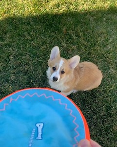 1.5M views · 34K reactions | Ему всего 3 месяца и он описал и обкакал уже весь дом. Но, я надеюсь, что он гений, и просто так самовыражается. Творит. | Alex Sparrow | Facebook