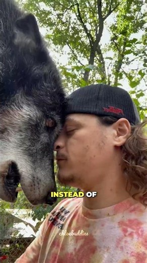 This Wolf's Growl Means Something Completely Different 🐺🥹 #shorts