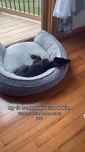 ￼ #doberman #dogs #dogslife #doggo #dog #doggy #doggle #dogsofinstagram #dogreels #fblifestyle | The Dobie Team