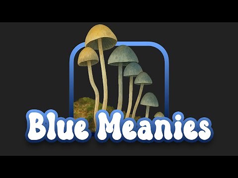 Blue Meanies: Cubensis Or Panaeolus Cyanescens!?!
