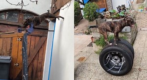 Dog completes insane assault course at home like a true American Ninja Warrior