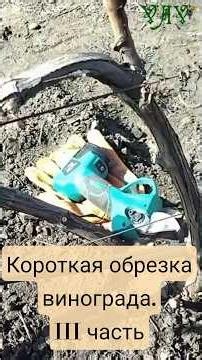 Short pruning of grapes. Part III. #pruningofvines #grapepruning #springpruning #wonzhul