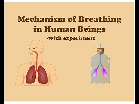 Mechanism of Breathing in Human Beings with Simple Experiment