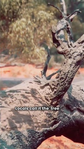 Some Trees Bleed When You Cut Them!!