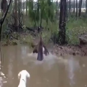Kangaroo vs Dog real Fight… | Top Fans