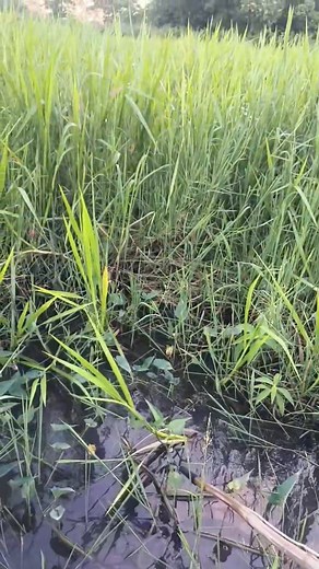 1M views · 16K reactions | Testing tayu ng unit.. | Gerald Beatizola Hecto | Facebook