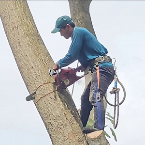 502K views · 1.9K reactions | The best skill man cutting a big mango tree stand on cove,r the hom,e | Dara-W | Facebook
