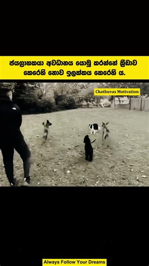 Winner just focus on goal💯👽#sinhalamotivation #motivation #sinhala #shorts #studytips #study #best