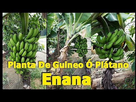 Planta de guineos o banana enana