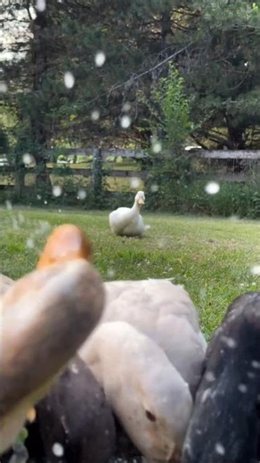 Ördek yarışı 😄 #duckrace #duck #duckshorts #funnyanimals #animals