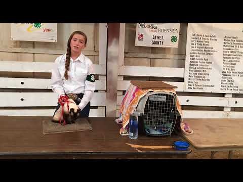 Nebraska 4-H Cat Showmanship Example