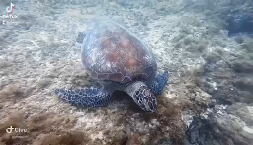 Every June 16th, we celebrate World Sea Turtle Day! This day raises awareness about the plight of this gentle marine animal. The Philippines is currently home to five of the seven sea turtle species; the green sea turtle, the hawksbill sea turtle, the loggerhead sea turtle, the leatherback sea turtle, and the olive ridley sea turtle. All seven sea turtle species are threatened by a multitude of anthropogenic pressures across all stages of their life cycles. According to the IUCN Red List, hawksb