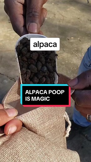 If your plant is on life support, let @Upendo Estates school you on how alpaca poop can help bring it back to life 🌱 💩 #LearnOnTikTok #TikTokForGood #Sustainability #PlantTok #PlantTikTok