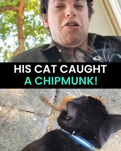 156K views · 1.3K reactions | This cat owner desperately tries to free a live chipmunk from the clutches of his beast! 藍 | Animal Antics | Facebook