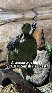 1.3K views · 20 reactions | Theres lots of things going on at SEA...