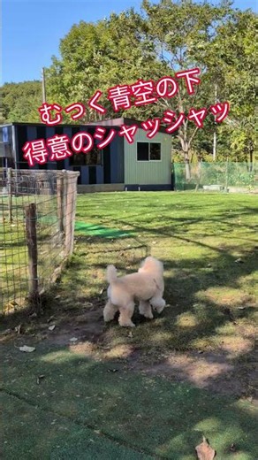 むっくドッグランで北海道の秋満喫🍁 #音楽 # #music #cute #癒し # #pets #可愛い
