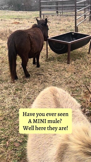 Look at these mini mules! I’ve never seen them before. They belong to a friend and they are precious! #minimule #texasfarm #mules #iwantthem #farmanimals