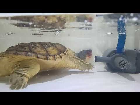 Live Feeding Common Snapping Turtle With Great Fight From The Fish