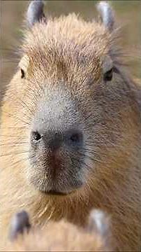 The Animal That Glitched the Food Chain: Capybara 🍊 #shorts #wildlife #nature