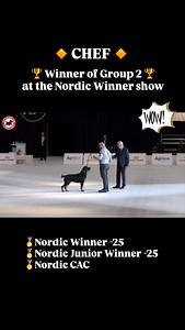 1.3K reactions · 22 shares | Wow 朗 there is almost no word to describe how proud and happy we are for this young boy. At only 14 months CHEF takes his second group win. This time at the Nordic Winner Show in Herning, Denmark. And he can ad Nordic Winner and Nordic Junior Winner to his already long list. Thank you judges Bo Skalin  and Søren Wesseltoft  for valuing his qualities. Chef is runned by FourFriendsSverige | Ia O'Shea | Facebook