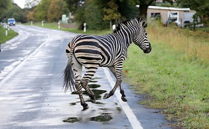 The Maryland Zebras Refuse to Give Up on Freedom