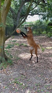 Maned wolf Sheldon enjoying some ice enrichment to keep cool! 🐺 🧊 | Audubon Zoo