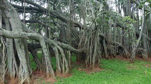 Bangalore, India 12th July 2022: The big banyan tree Bangalore also known as Dodda Aalada Mara. Ficus benghalensis, commonly known as the banyan, banyan fig and Indian banyan, Weekend gateway spot.