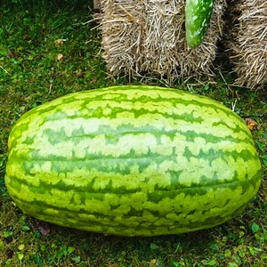 25 Carolina Cross Watermelon Seeds | Giant Heirloom Melon | Garden Planting | Non-gmo | USA Seller - Etsy
