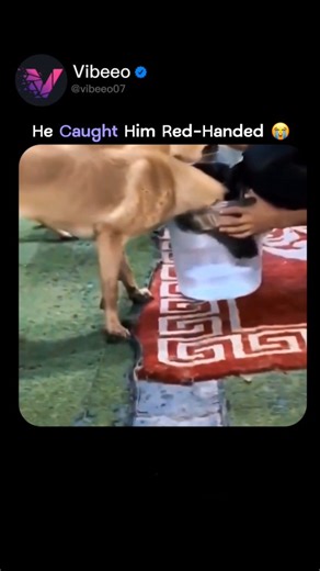 vibeeo on Instagram: "The post shares a 34-second clip of a Belgian Malinois yanking its owner out of a water bucket during a breath-holding challenge, using sharp instincts to expose a hidden straw for a hilarious lesson in fairness. Analysis of behavior reveals indicators of high canine intelligence, including immediate problem-solving and visual tracking—contrary to the owner's attempt at deception as documented in canine cognition studies—and no tolerance for their human's rule-breaking. Gar