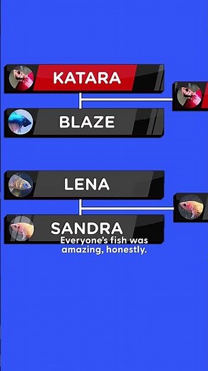 The Betta Olympics Are No Joke | The Dodo