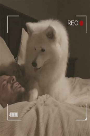 3.9K views | A shelter dog didn’t sleep at night and kept staring at...