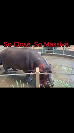 This 4,000-pound beast could bite through a crocodile... and it's RIGHT in front of me! 😱