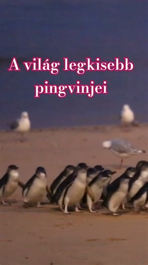 Ilyenek a VILÁG LEGKISEBB pingvinjei! 🐧 #ausztrália #pingvin